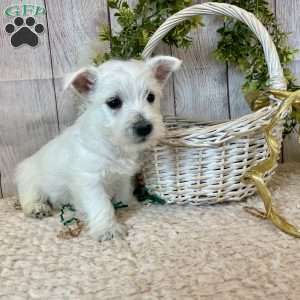 Janson, West Highland Terrier Puppy