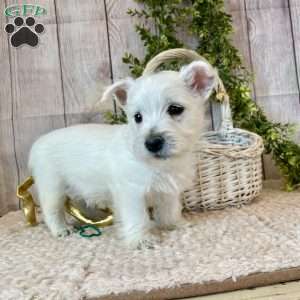 Janson, West Highland Terrier Puppy