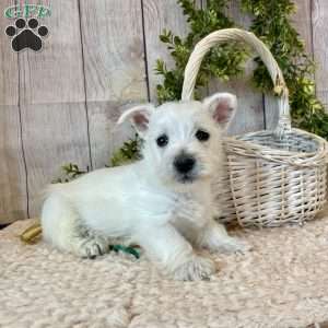 Janson, West Highland Terrier Puppy