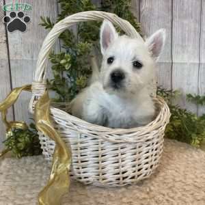 Javon, West Highland Terrier Puppy