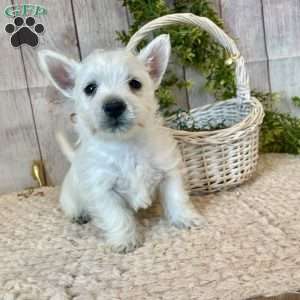 Javon, West Highland Terrier Puppy