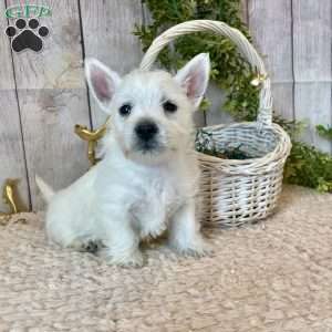 Javon, West Highland Terrier Puppy