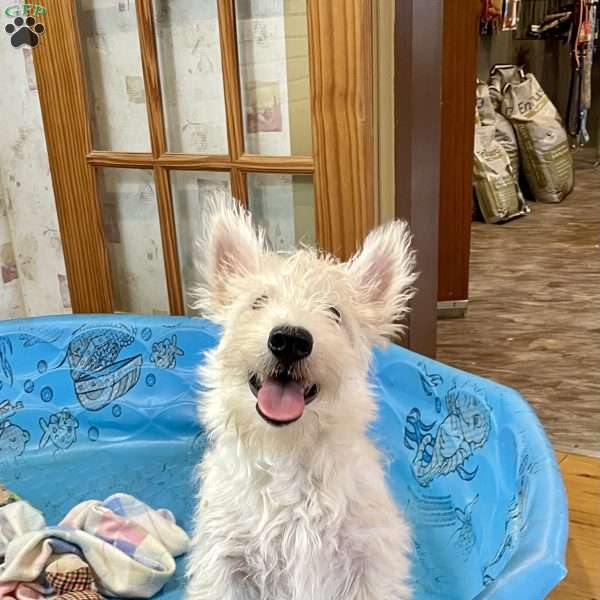 Mary, Scottish Terrier Puppy