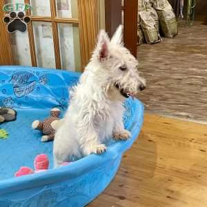 Mary, Scottish Terrier Puppy