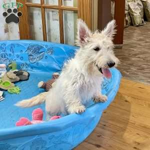 Mary, Scottish Terrier Puppy