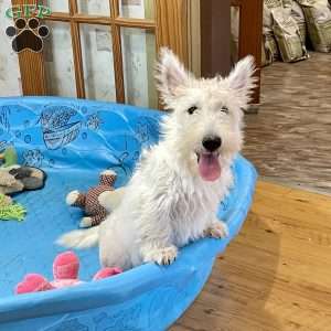 Mary, Scottish Terrier Puppy