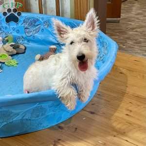 Mary, Scottish Terrier Puppy