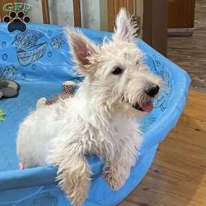 Mary, Scottish Terrier Puppy