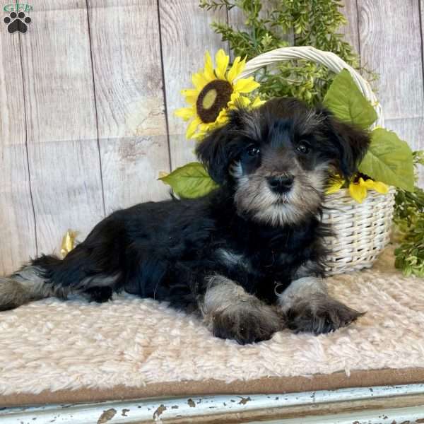 Issy, Miniature Schnauzer Puppy