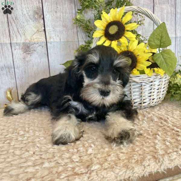 Irving, Miniature Schnauzer Puppy