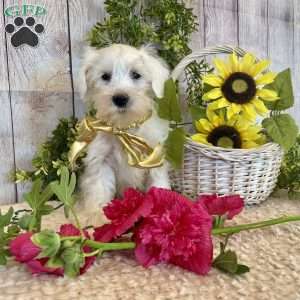 Icy, Miniature Schnauzer Puppy