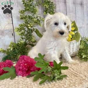 Icy, Miniature Schnauzer Puppy