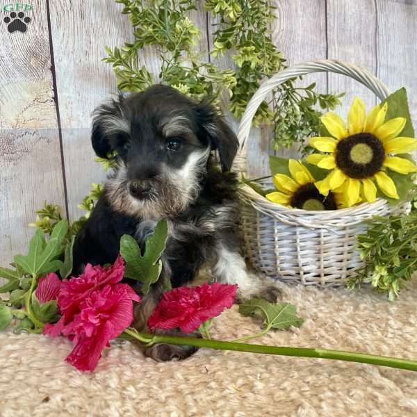 Ivory, Miniature Schnauzer Puppy