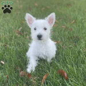 Janson, West Highland Terrier Puppy