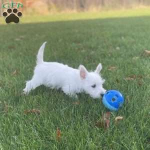 Janson, West Highland Terrier Puppy