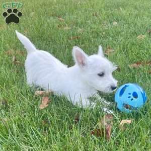 Janson, West Highland Terrier Puppy