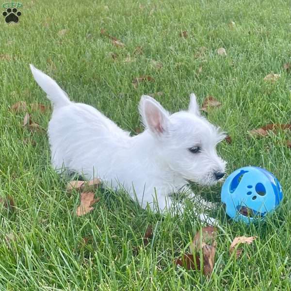 Janson, West Highland Terrier Puppy