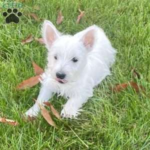 Janson, West Highland Terrier Puppy