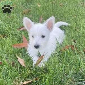 Janson, West Highland Terrier Puppy