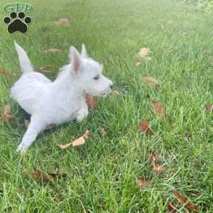 Janson, West Highland Terrier Puppy