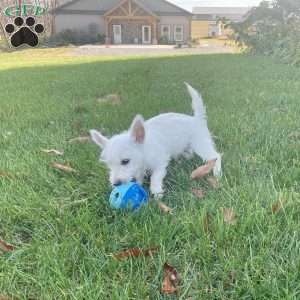 Janson, West Highland Terrier Puppy