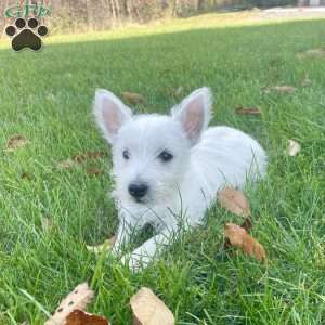 Janson, West Highland Terrier Puppy