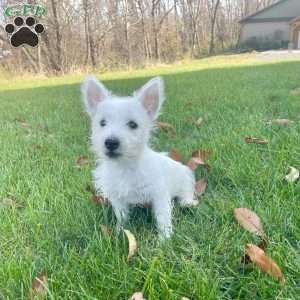 Janson, West Highland Terrier Puppy