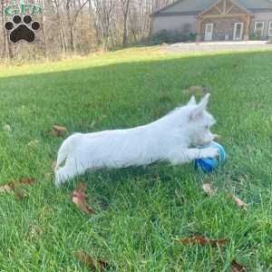 Janson, West Highland Terrier Puppy