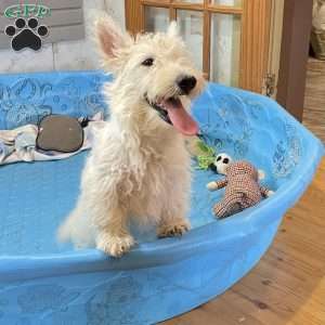 Mary, Scottish Terrier Puppy