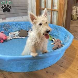 Mary, Scottish Terrier Puppy