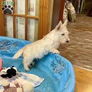 Mary, Scottish Terrier Puppy