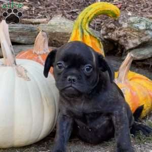 Tina, French Bulldog Mix Puppy