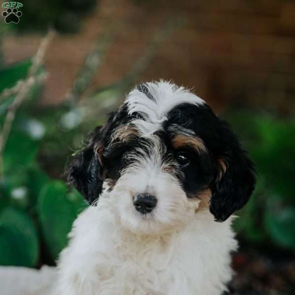 Quincy, Mini Bernedoodle Puppy