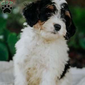 Quincy, Mini Bernedoodle Puppy