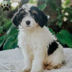 Quincy, Mini Bernedoodle Puppy