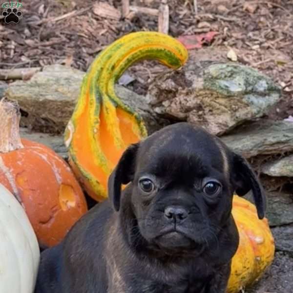 Tina, French Bulldog Mix Puppy