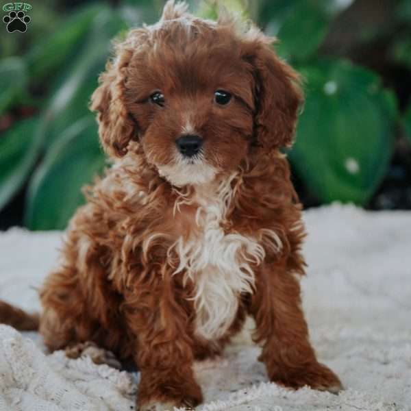 Olivia, Cavapoo Puppy