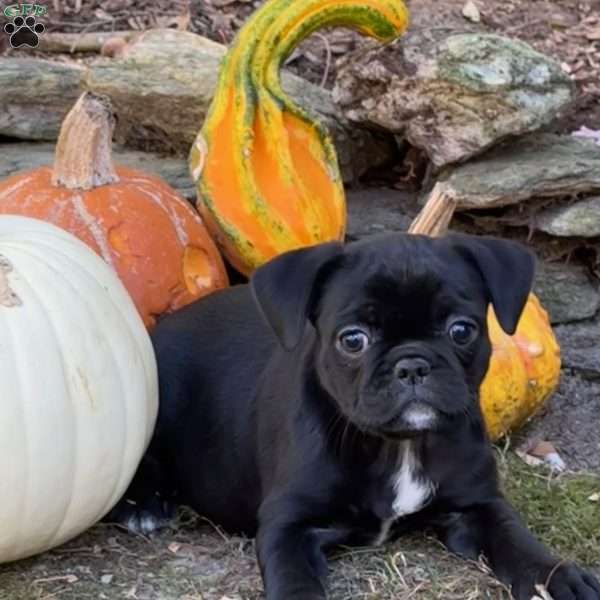 Tiffany, French Bulldog Mix Puppy