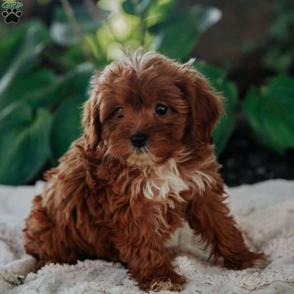 Ozzy, Cavapoo Puppy