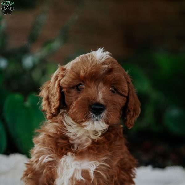 Oliver, Cavapoo Puppy