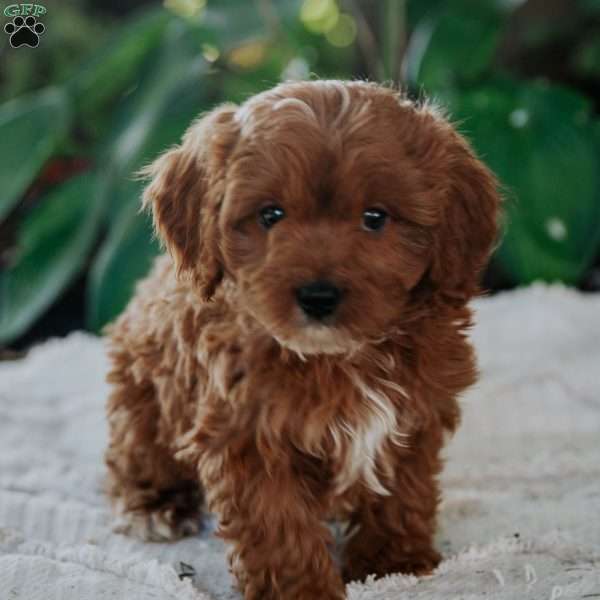 Otis, Cavapoo Puppy