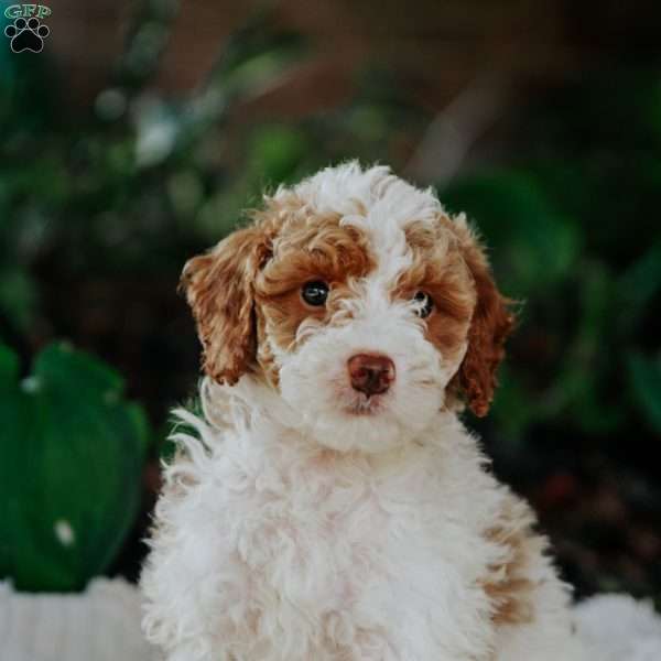 Baby, Mini Goldendoodle Puppy