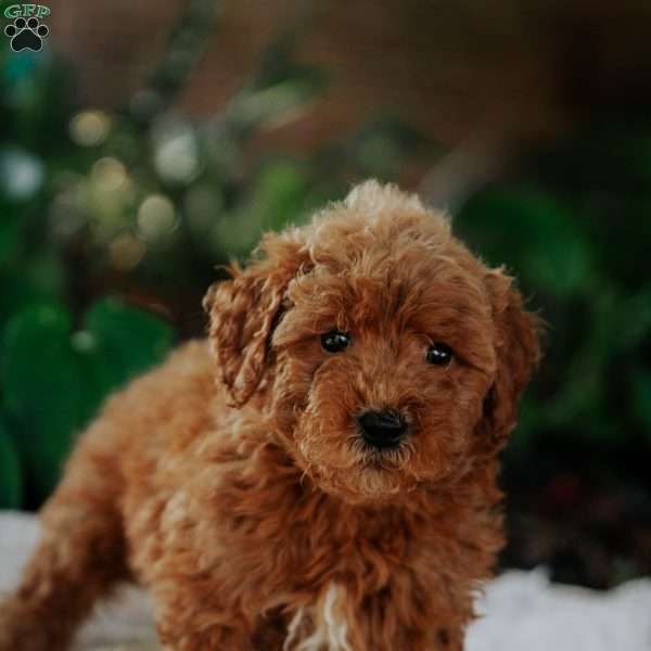 Bella, Mini Goldendoodle Puppy