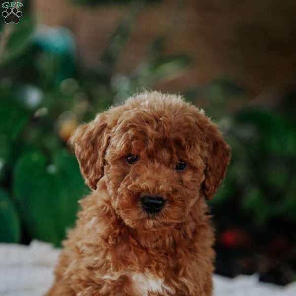 Birdie, Mini Goldendoodle Puppy