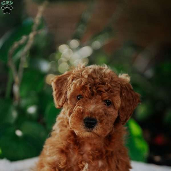 Bonnie, Mini Goldendoodle Puppy