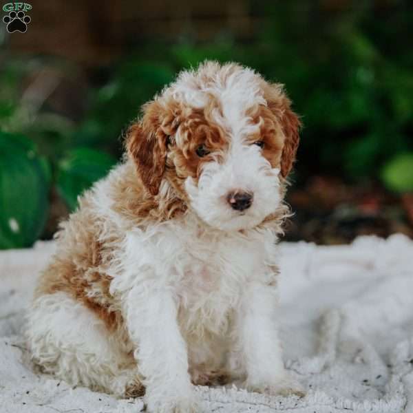 Bril, Mini Goldendoodle Puppy