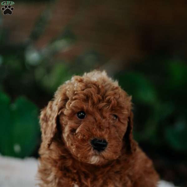 Brynn, Mini Goldendoodle Puppy