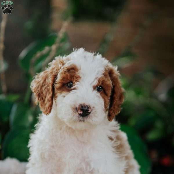 Bear, Mini Goldendoodle Puppy