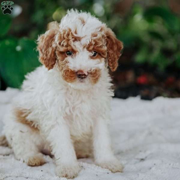 Benji, Mini Goldendoodle Puppy