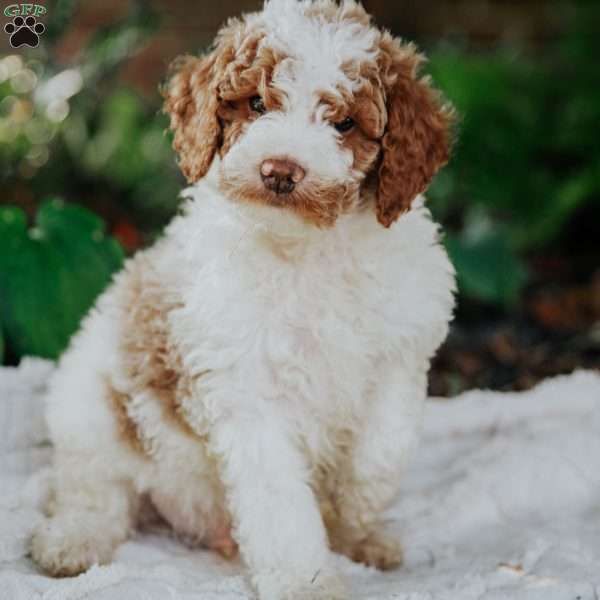 Bol, Mini Goldendoodle Puppy